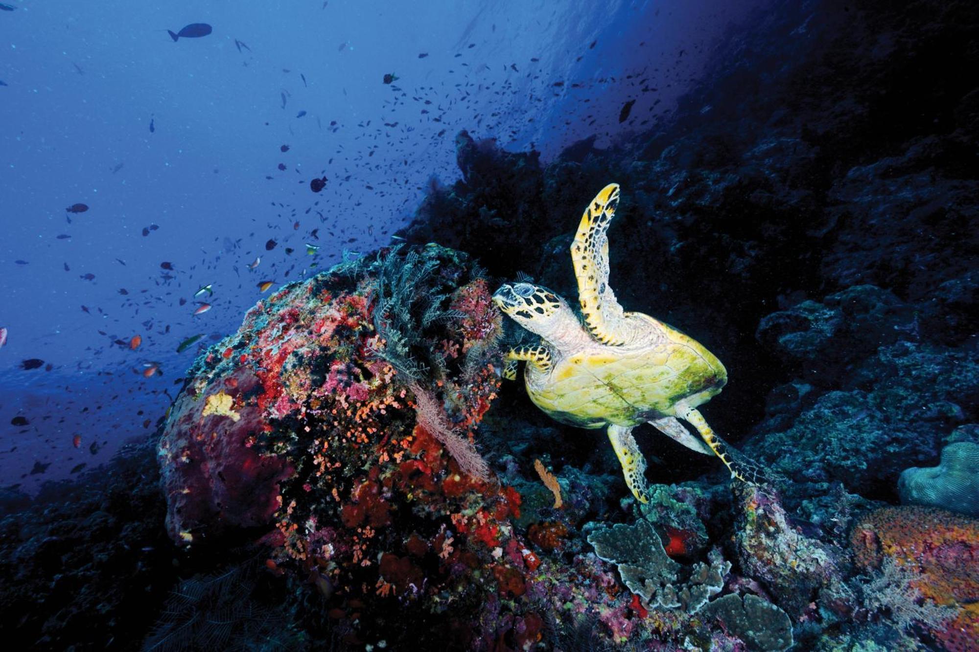 Oblu Nature Helengeli-All-Inclusive With Free Transfers Gaafaru ภายนอก รูปภาพ